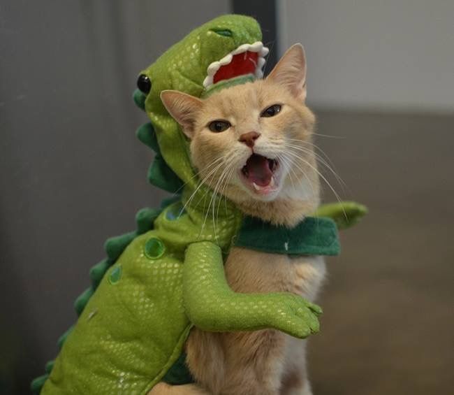 If a cat was a dinosaur...