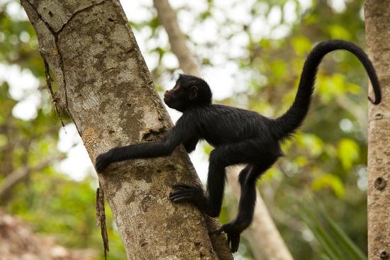 Monkeys climb trees...