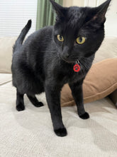 Load image into Gallery viewer, Mewgenics Inspired Cat and Dog Collar Charms | Pet Tag Accessory (Collar Not Included)
